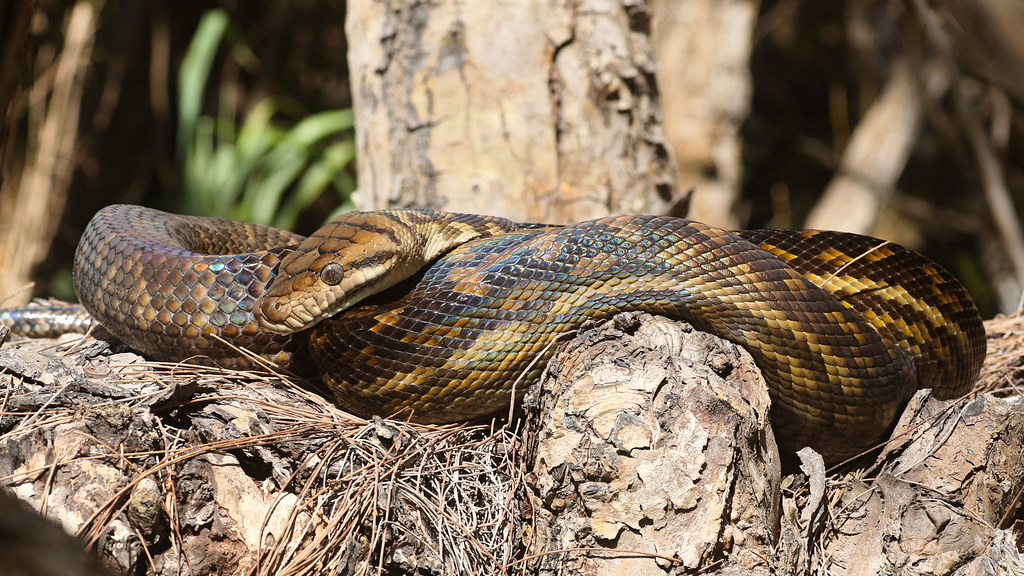 Morelia kinghorni, (Stull, 1933) Iron Range, QLD, Australi… Flickr