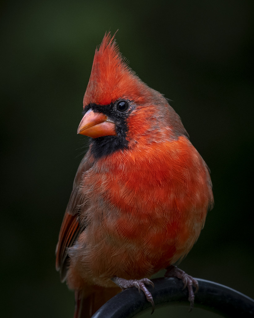 Redbird Tulsa, OK Kenton Miller Flickr