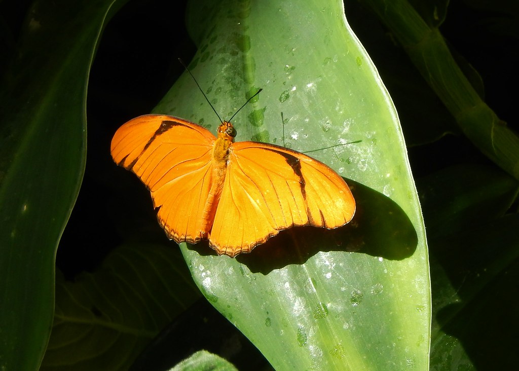 Unidentified Julia Butterfly House, Hershey Gardens, Hersh… Flickr