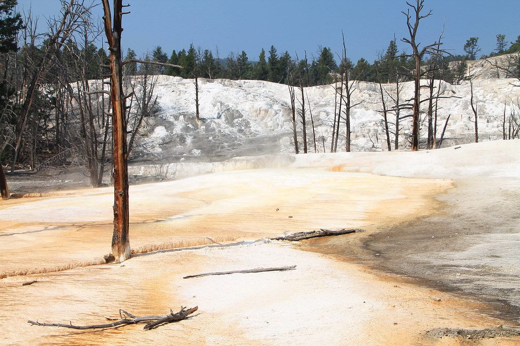 Angel Terrace, Mammoth Hot Springs, Yellowstone National P… Flickr