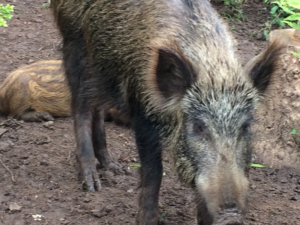 Mummy Wild Boar guarding its piglet in the Forest of Dean Flickr