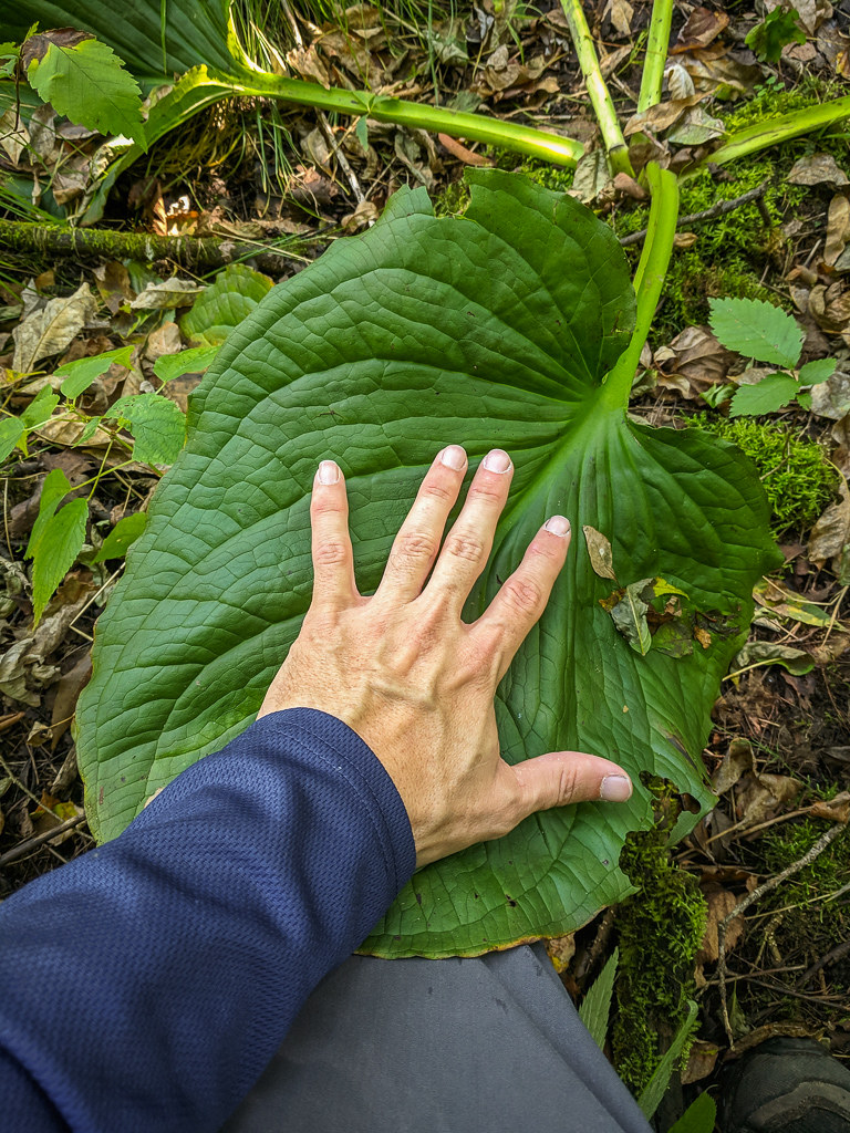 Skunk Cabbage Leaf In Wild River SP. Brett Whaley Flickr