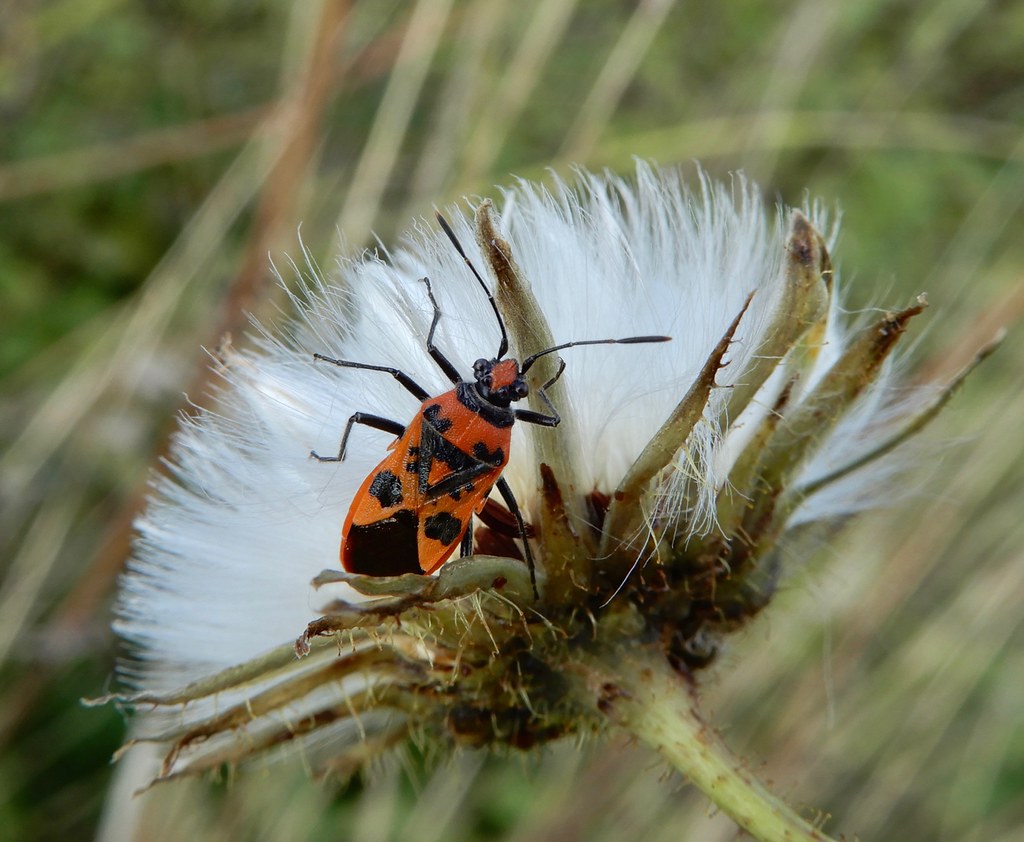 Elevation of Dorrington, Shrewsbury SY5, UK Topographic Map