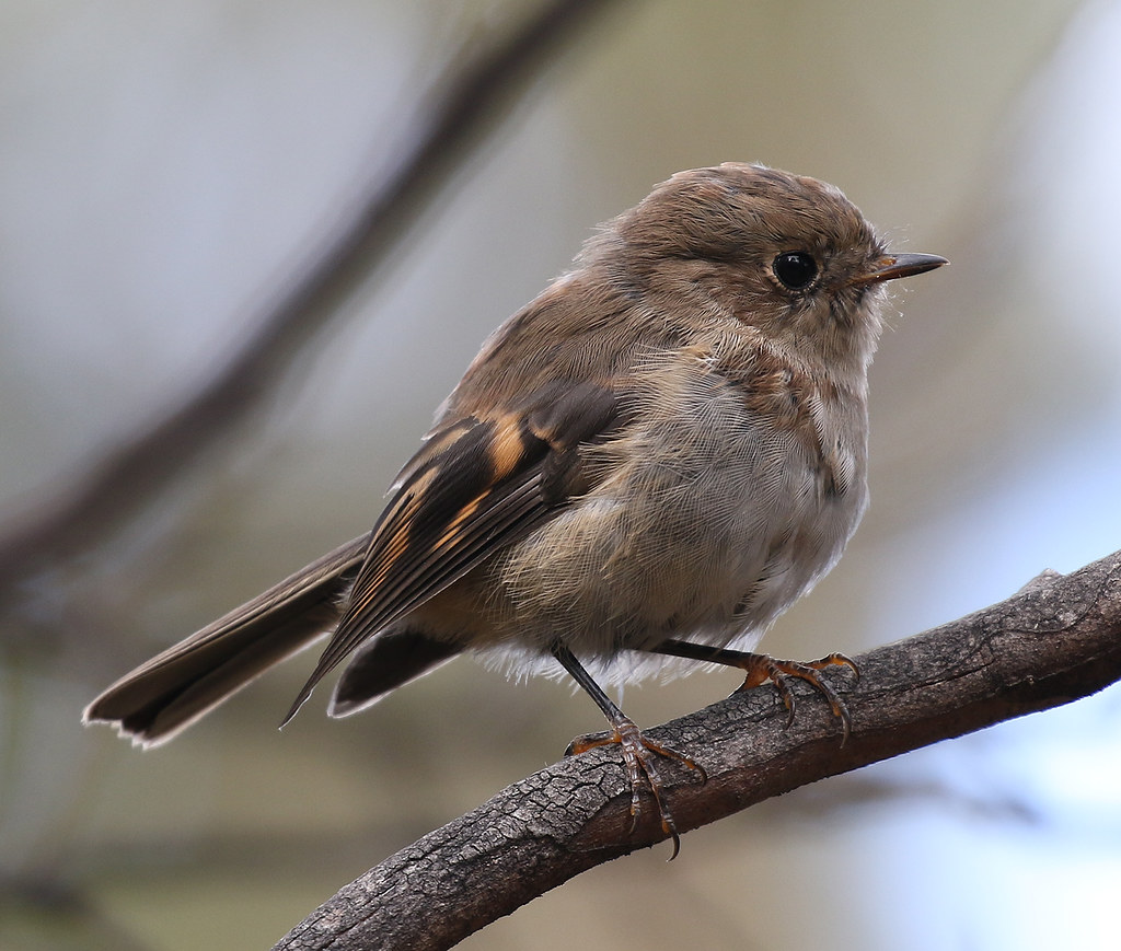 pink robin female 4B6A9070a ian tew Flickr