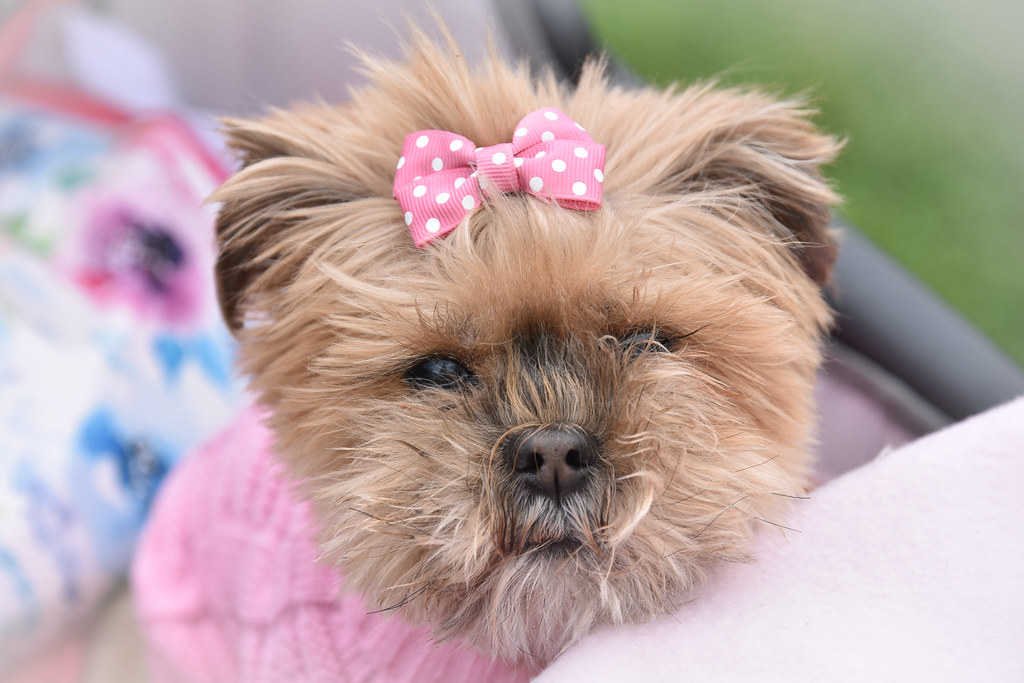 Walk for Awareness 2018 Englewood Health Foundation Flickr