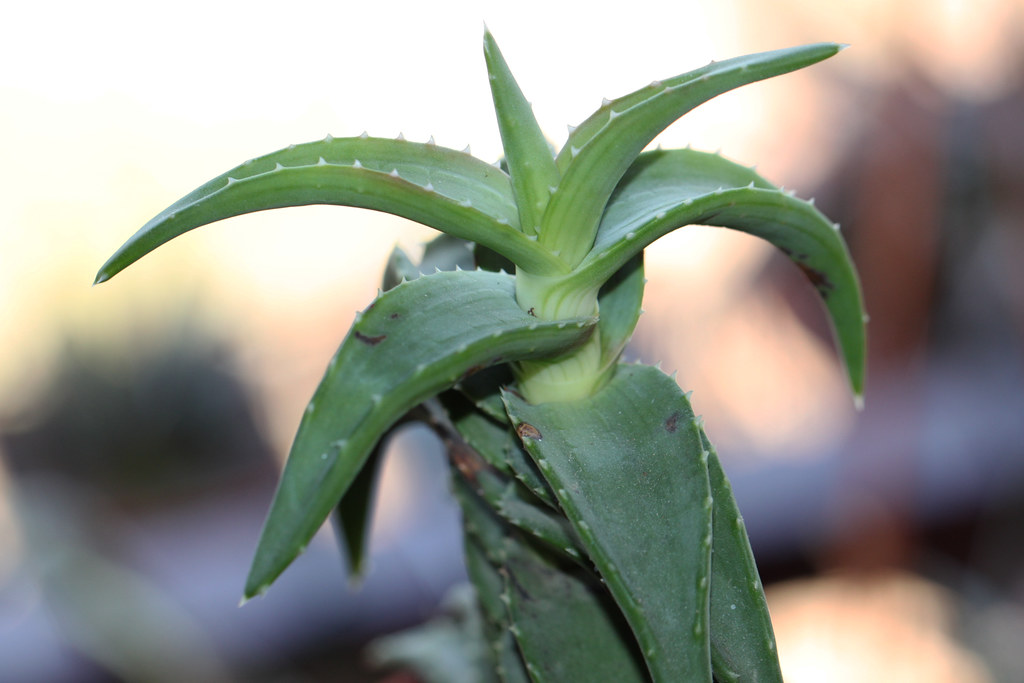Aloe pearsonii 201809 [10 cm pot] This plant was bought f… Flickr