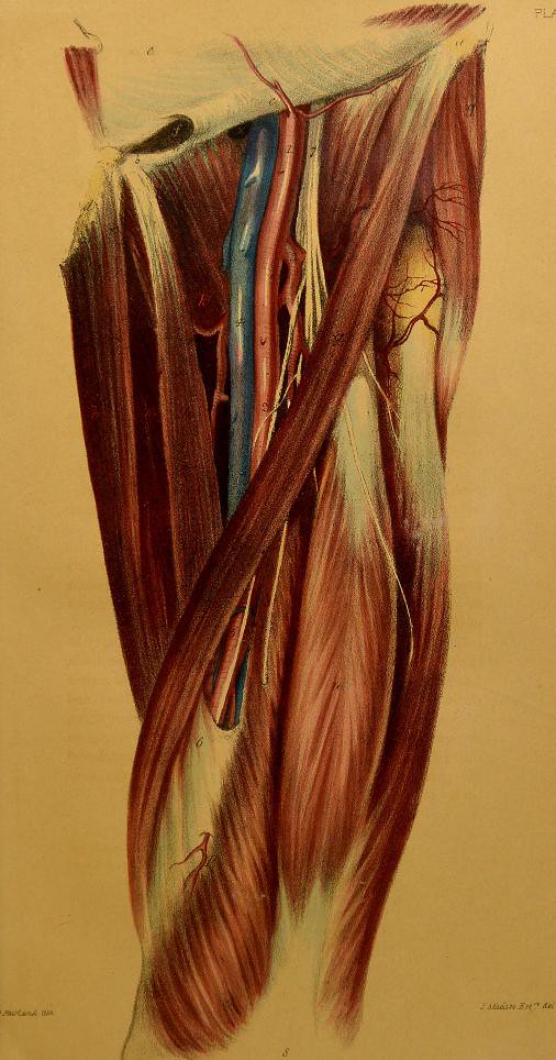 This image is taken from The surgical anatomy of the groin