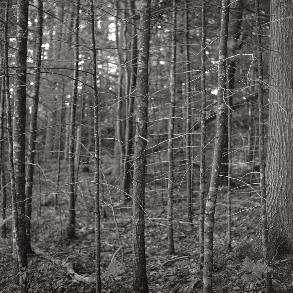 img482 Trees at Dodge Point Preserve, Newcastle Maine. Sep… Flickr