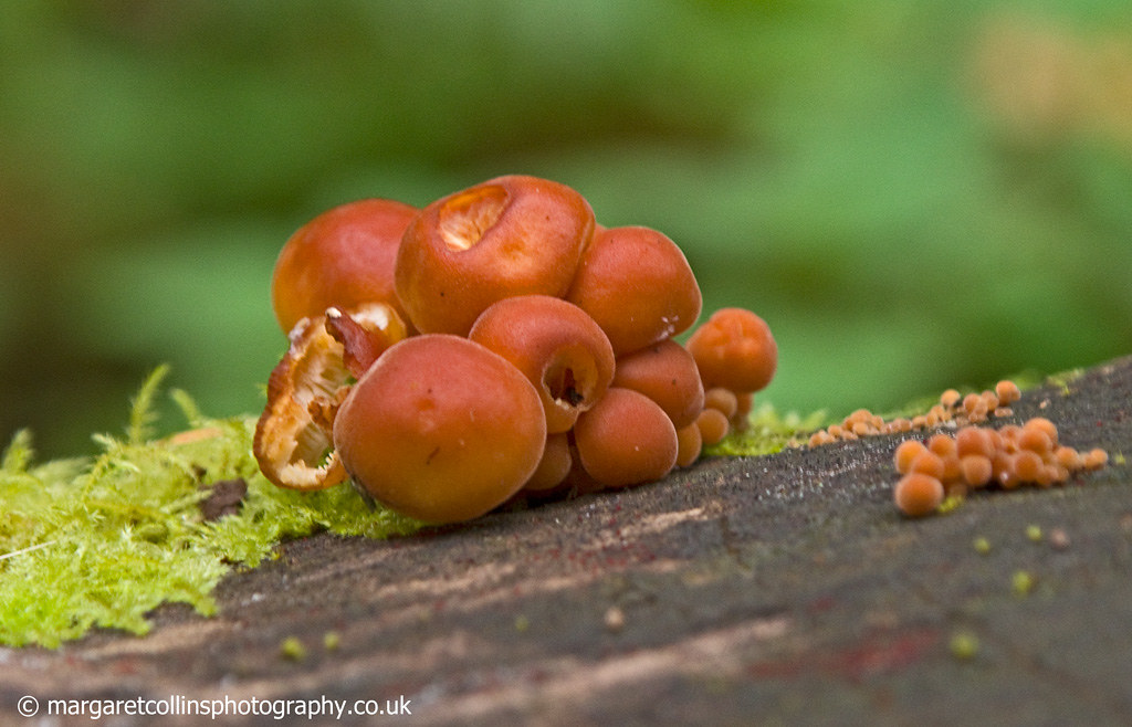 Fungus 20 Seen at Soudley ponds in the Forest of Dean Glou… Flickr