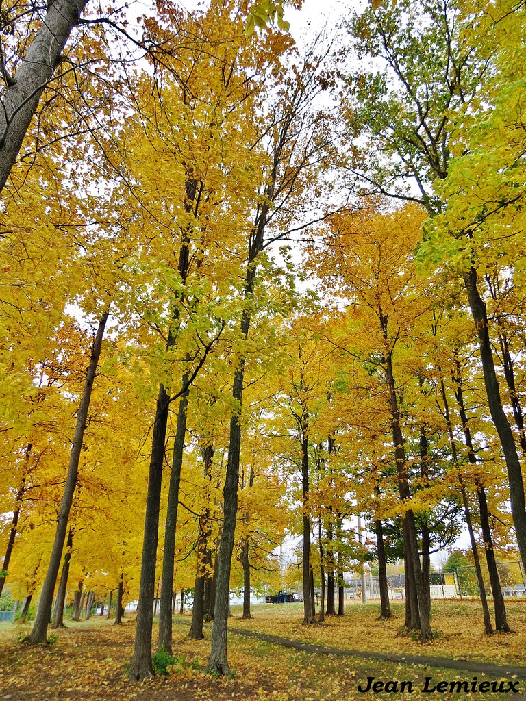 DollarddesOrmeaux Parc FrédérickWilson Parc Frédérick… Flickr