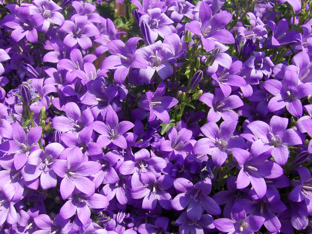 Purple Flowers There were such pretty flowers this time of… Flickr