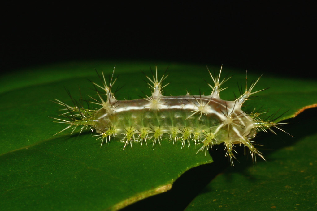 Nite Macro Jelly Caterpillar Jo Flickr