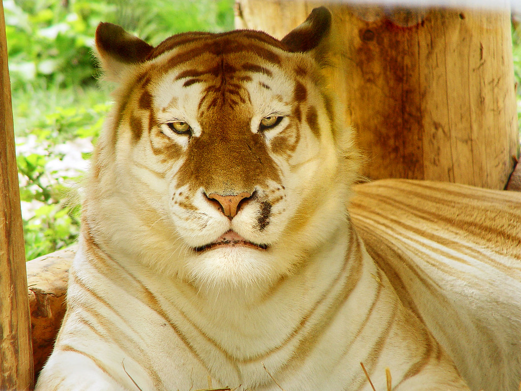 Golden tiger relaxing Taken in the Siky Ranch zoo, in the … Flickr