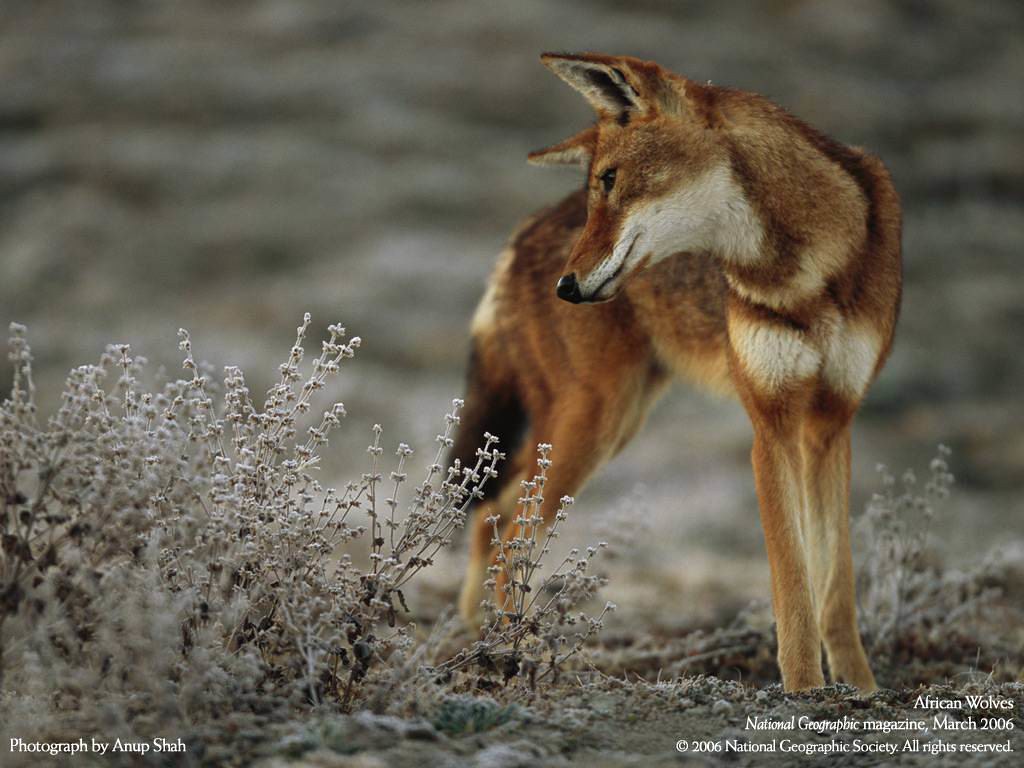 NatGeo_African Wolves webboyweb Flickr