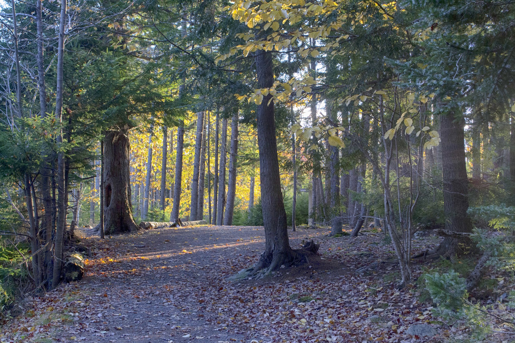 Photo Gallery Hemlock Ravine Park in Halifax, Nova Scotia HalifaxTrails