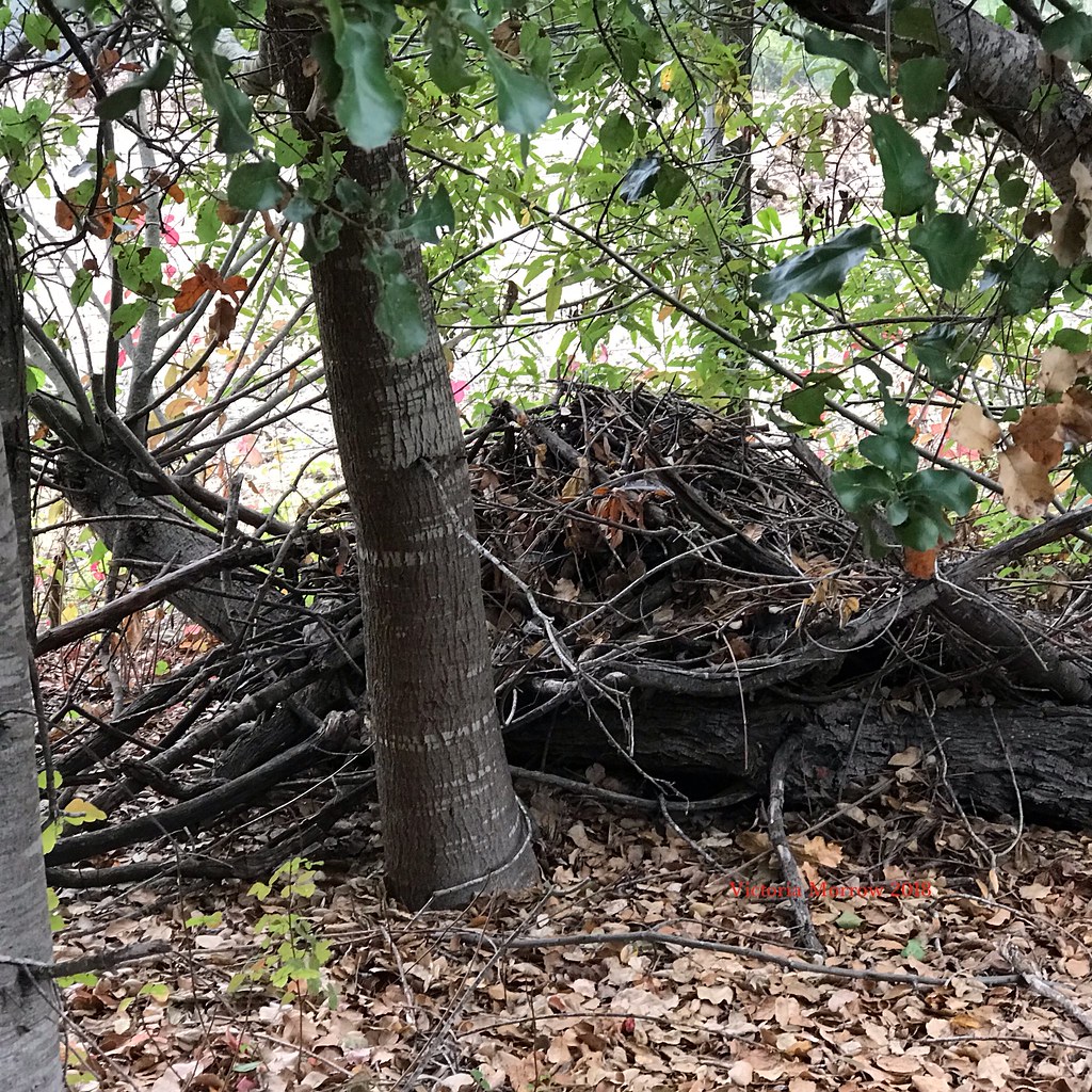 Wood rat nest One of many along the Bob Jones Trail south … Flickr