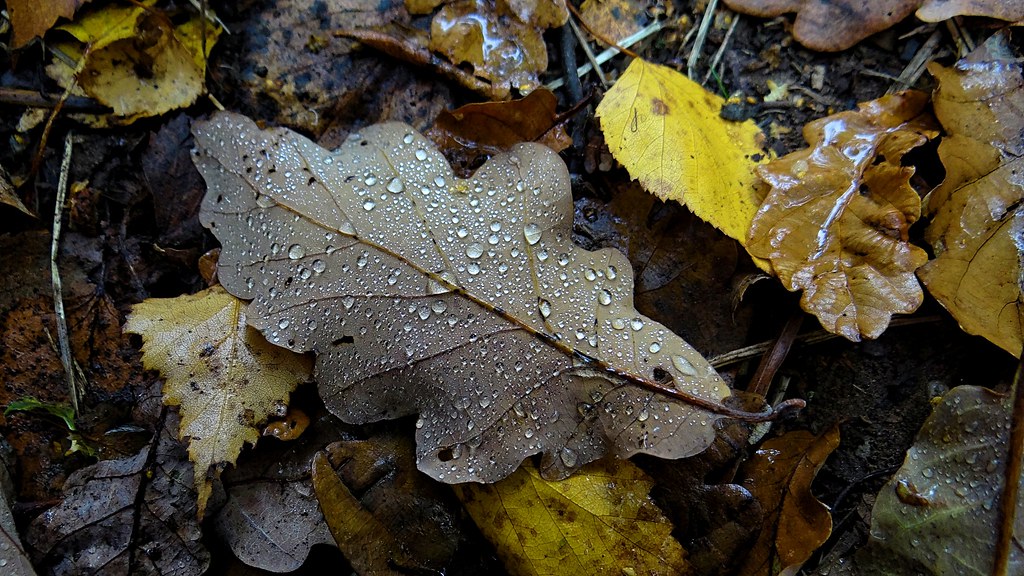 Copper Oak Leaf With Morning Dew. Nov 2018 Although it was… Flickr