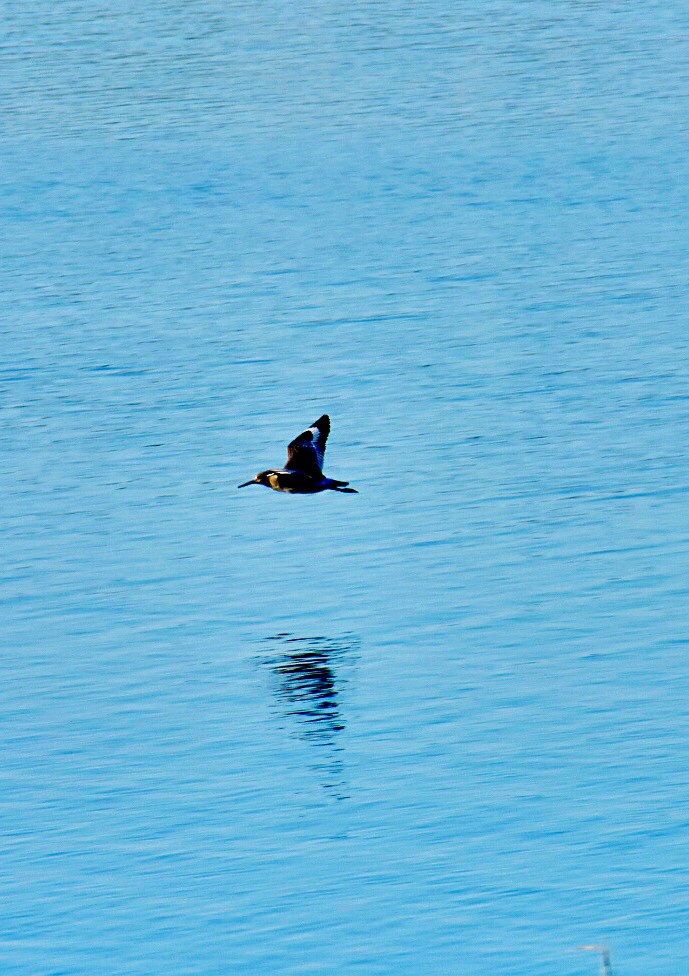 Hamilton Wetlands, Novato, CA crockodile Flickr