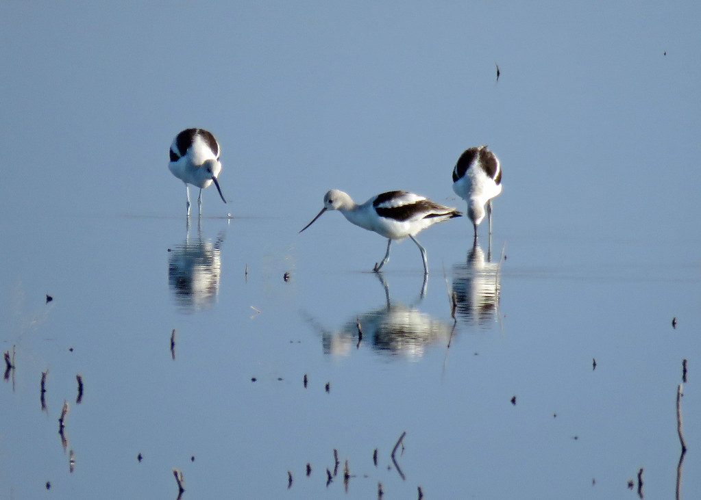 American Avocets 3 102718 White Lake South Dakota Kelly Preheim Flickr