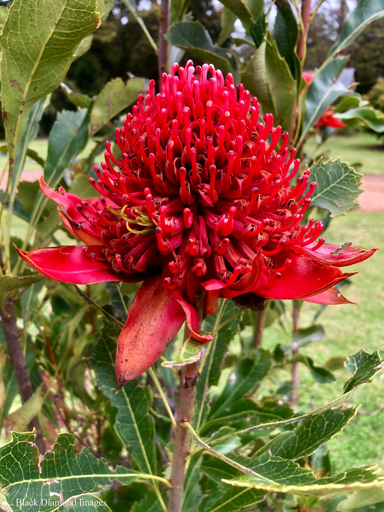 Telopea speciosissima NSW Waratah © All Rights Reserved … Flickr