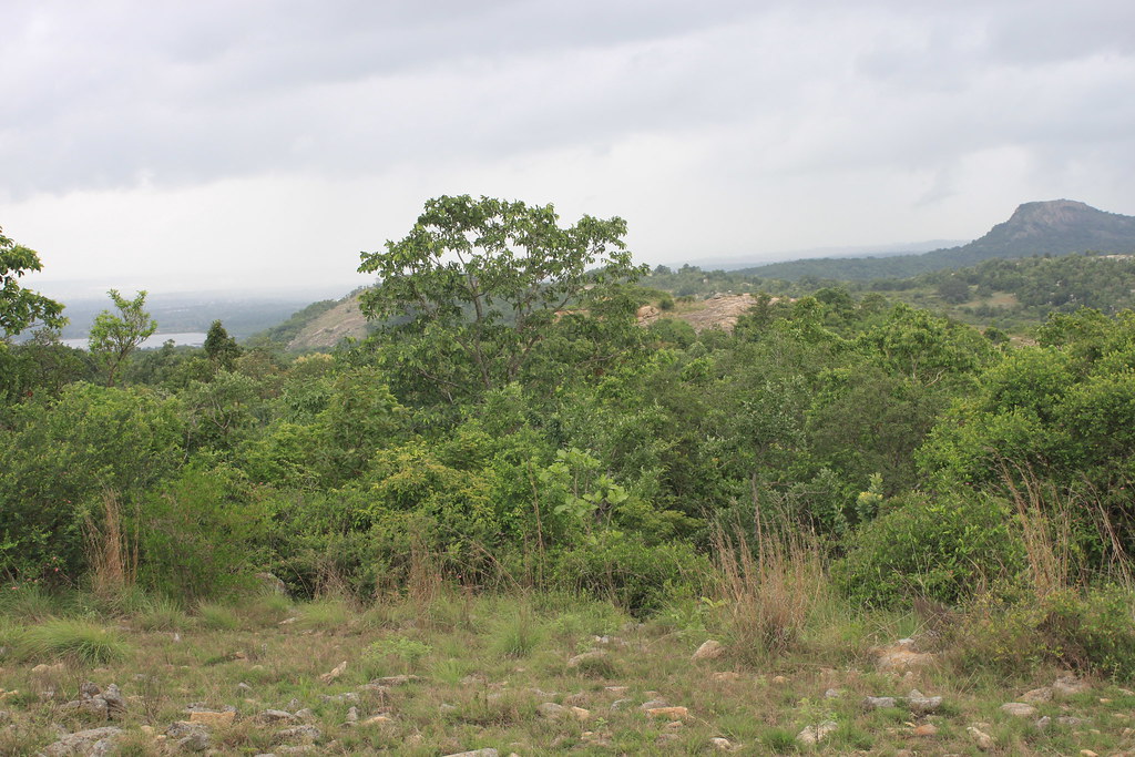 Photos_BoB_Bangalore_NCBS_2018 Photograph taken by Martin … Flickr