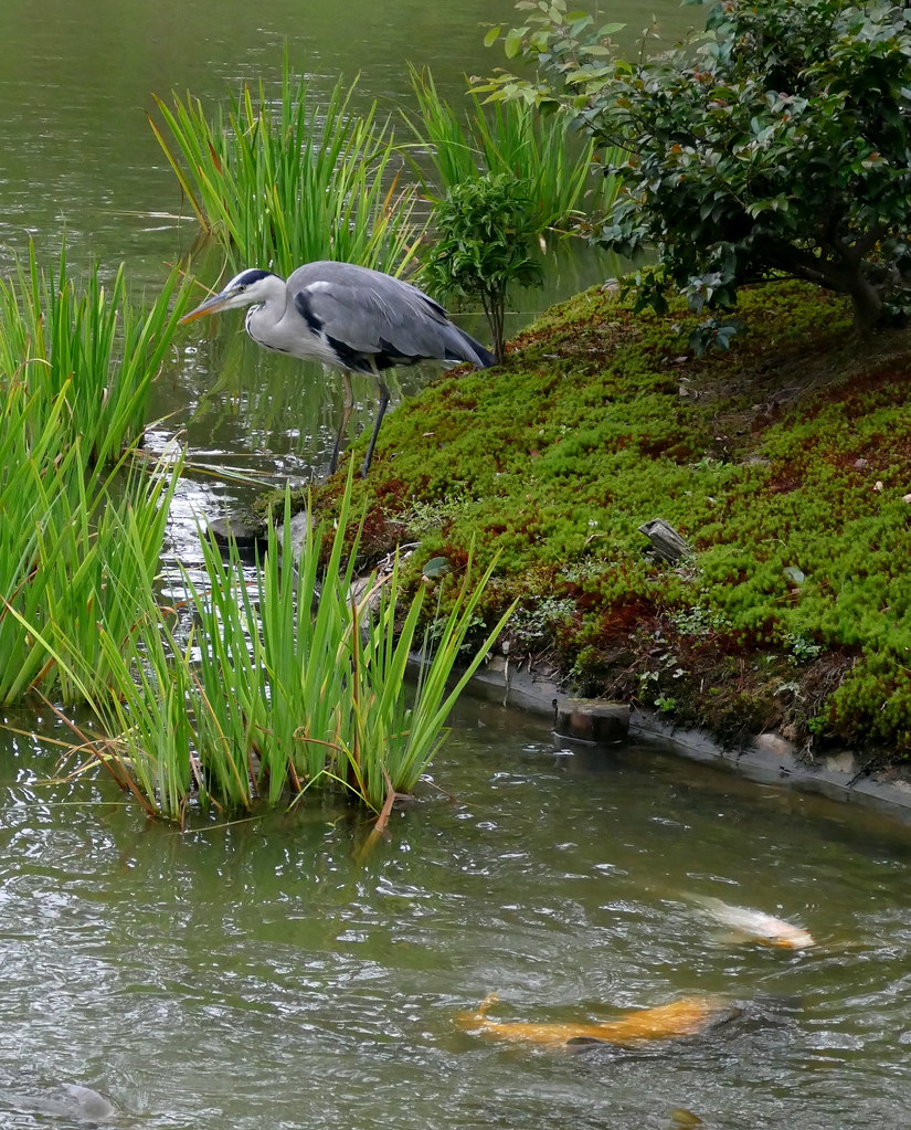 Heron, fishing for Koi Carp,Japan Terry Quinn Flickr