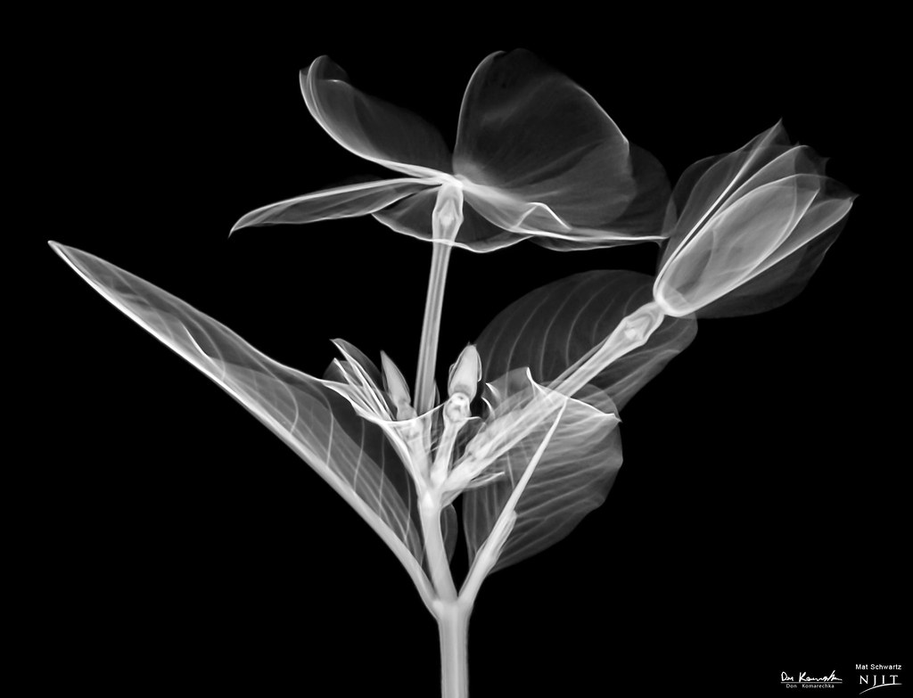 Transparency of Life Okay, how about we xray some flowers… Flickr