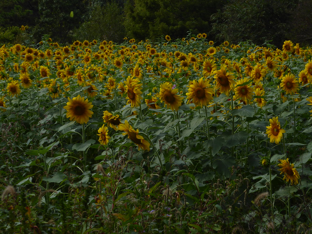 Sunflowers Norfolk Botanical Garden, Norfolk VA MisterQque Flickr