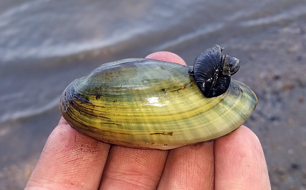 Yellow sandshell mussel with invasive zebra mussels attached Lampsilis