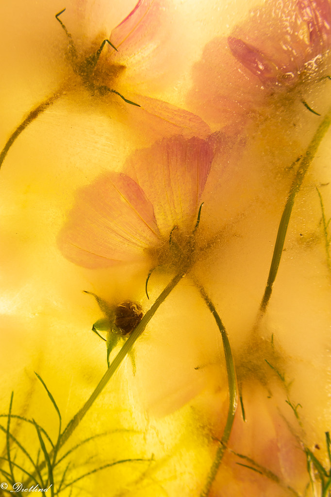 diet uytterhoeven_frozen_1400pp1 frozen flowers dietlind uytterhoeven Flickr