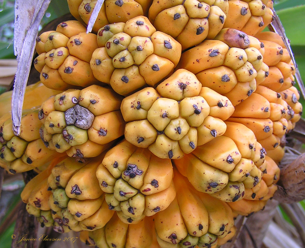 Banana Pineapple Flower Smell the combination of banana an… Flickr