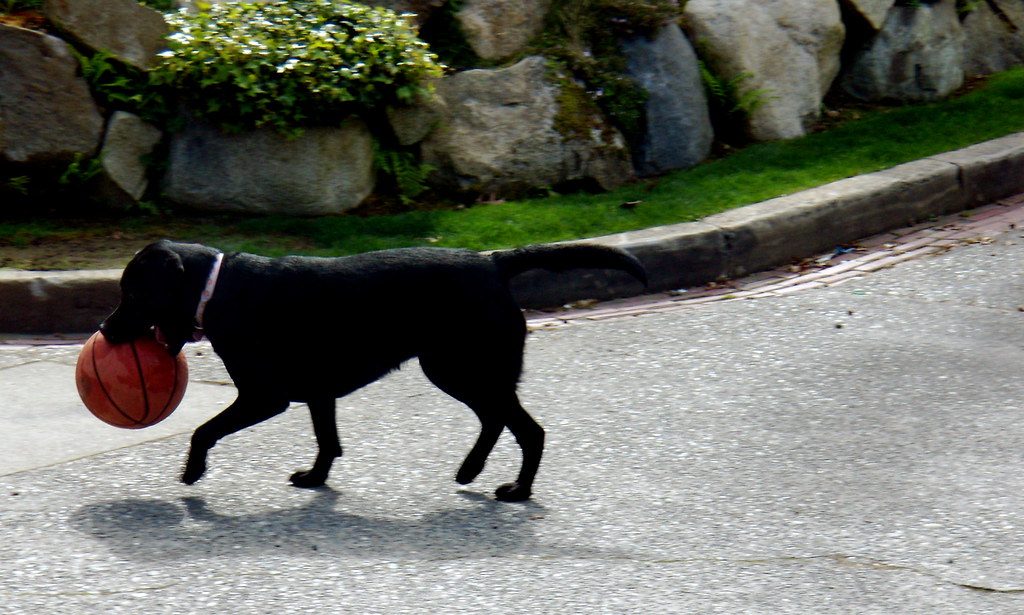 But Can She Dribble? A dog in Carrying a basketbal… Flickr
