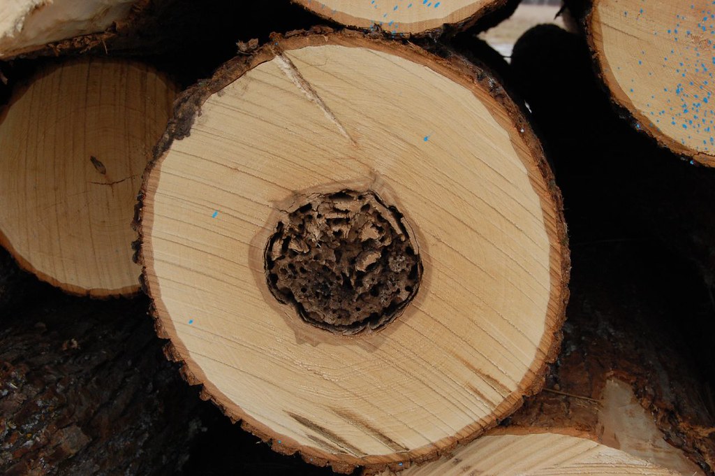 Heartrot in American basswood Basswood wood is prized by c… Flickr