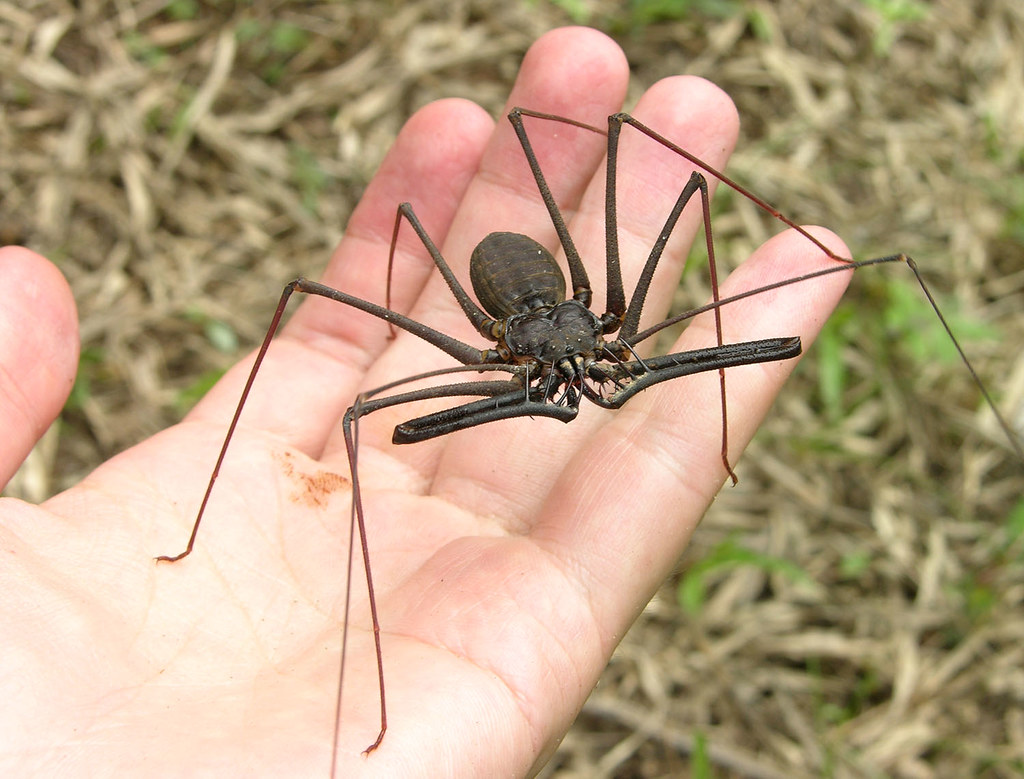Whip spider (Heterophrynus sp) on my hand, Ecuador a photo on Flickriver