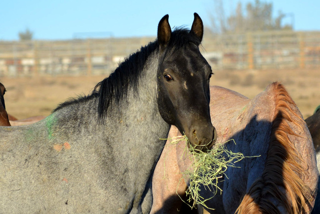 Warm Springs horses and burros Wild horses and burros gath… Flickr