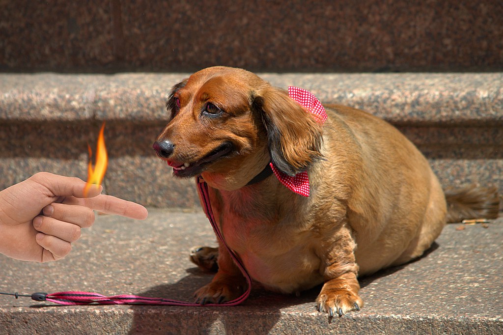 Big Hot Dog Cute but perhaps a diet is in order . . . Scott