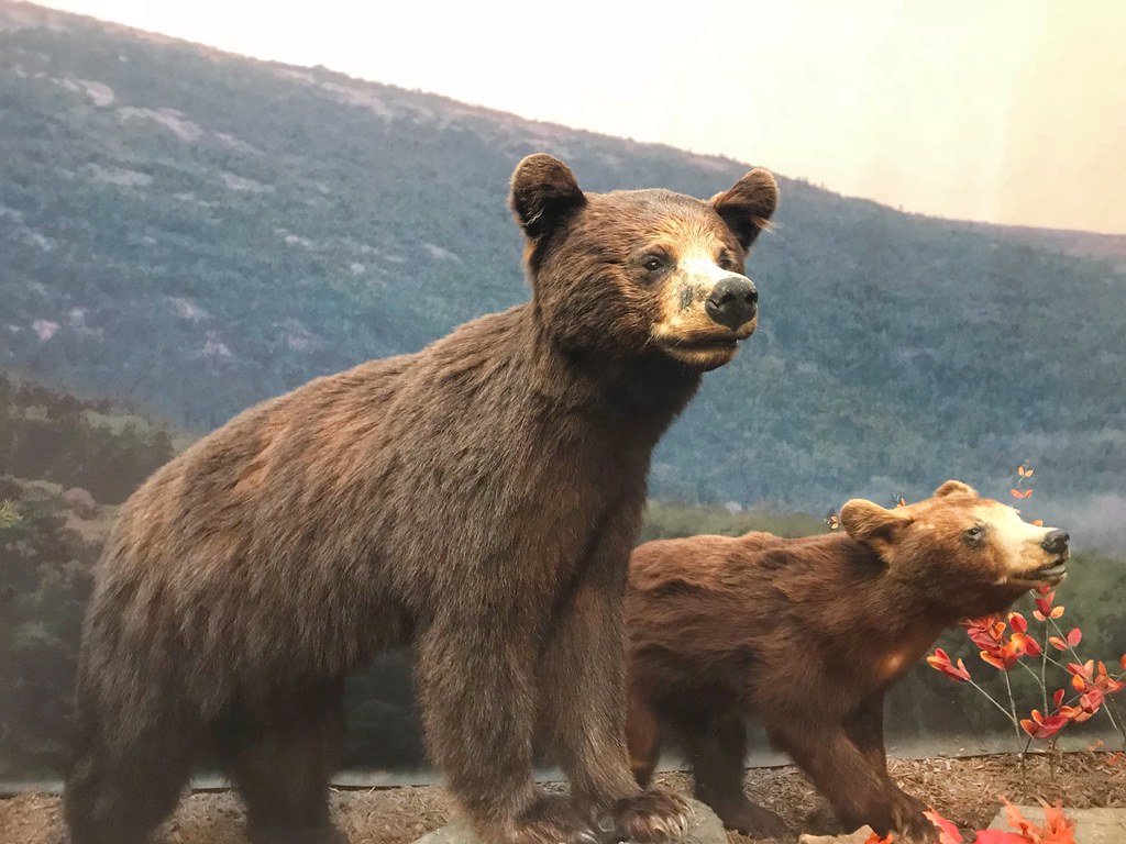 LL Bean, Freeport, Maine, United States Freeport is a town… Flickr