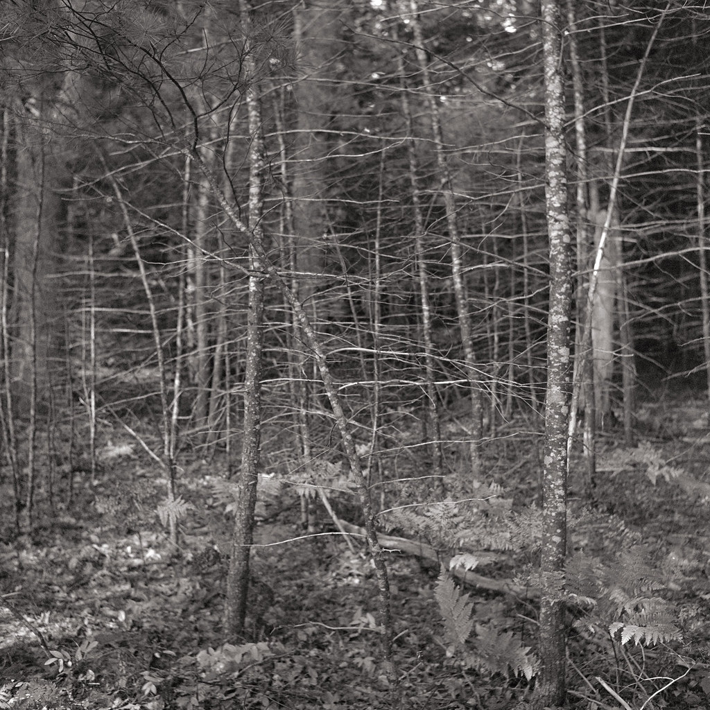 img481 Trees at Dodge Point Preserve, Newcastle Maine. Sep… Flickr