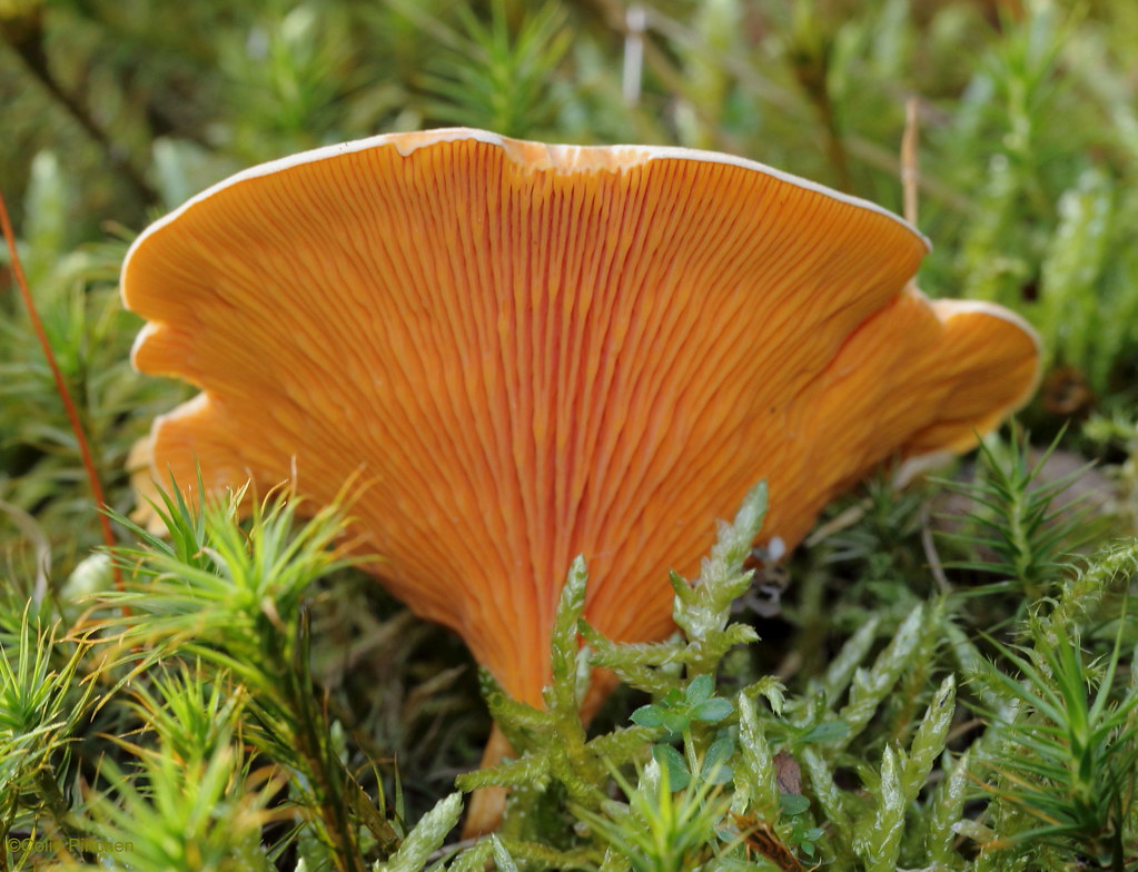 False Chanterelle (Hygrophoropsis aurantiaca) Powys Canon … Flickr
