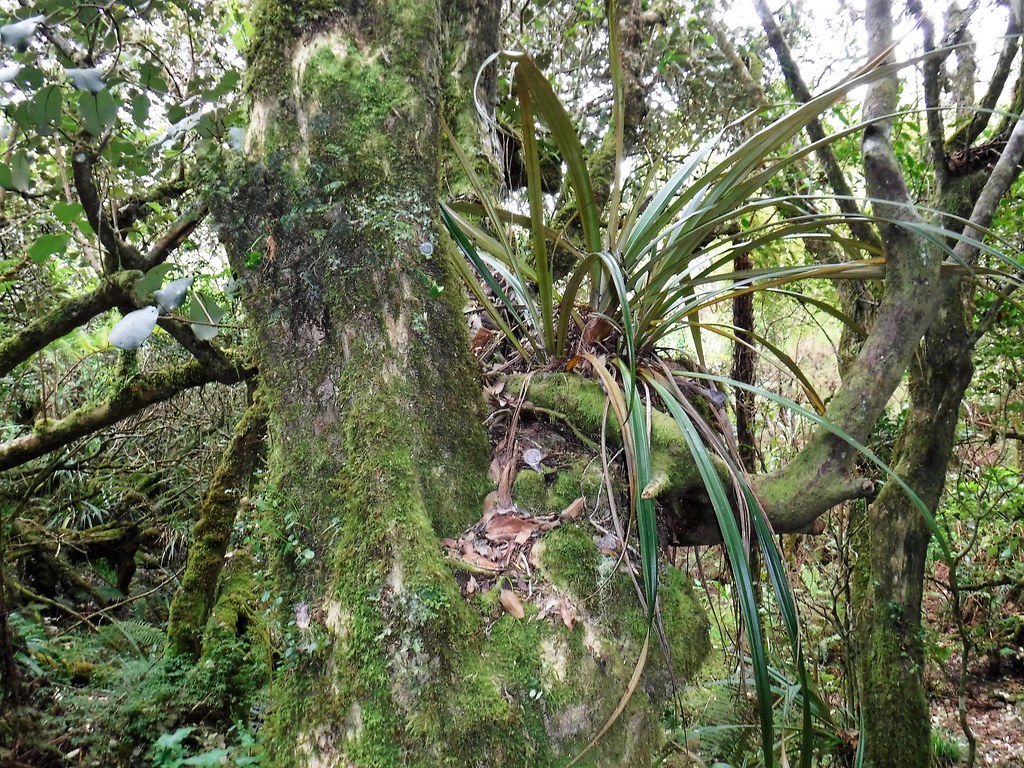 Fôret Notre Dame de la Paix La Réunion Heel veel mosgroei … Flickr