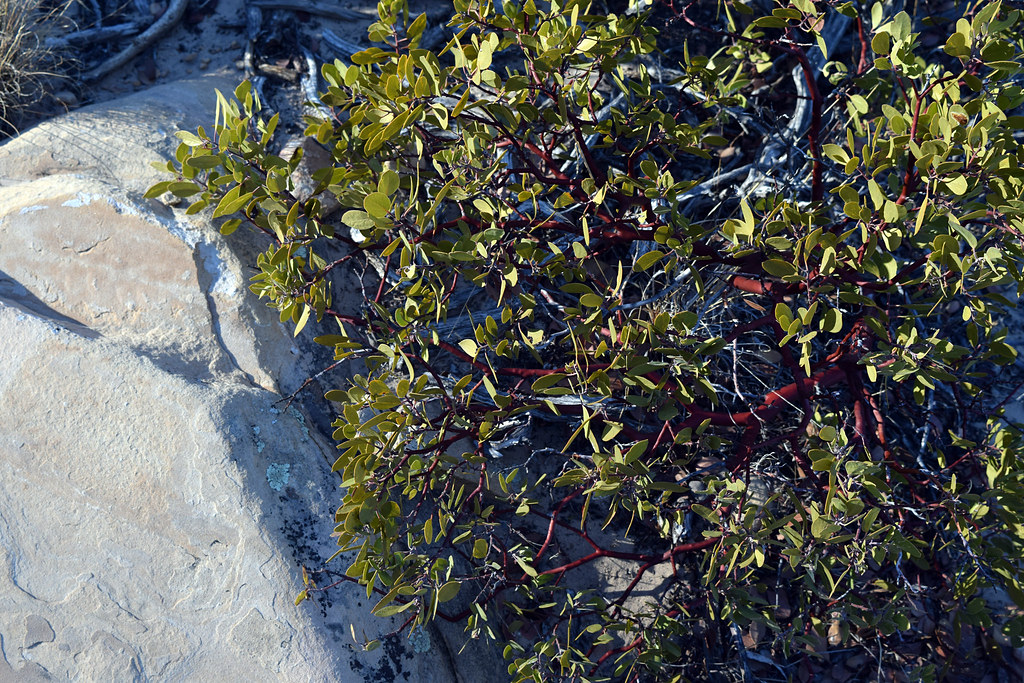 Pointleaf Manzanita Pointleaf Manzanita (Arctostaphylos pu… Flickr