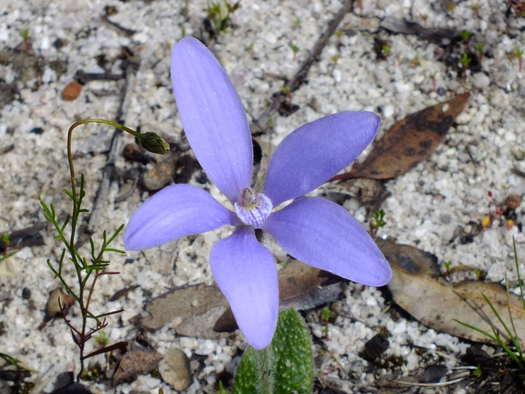 Blue China Orchid Cyanicula AdamsWife Flickr