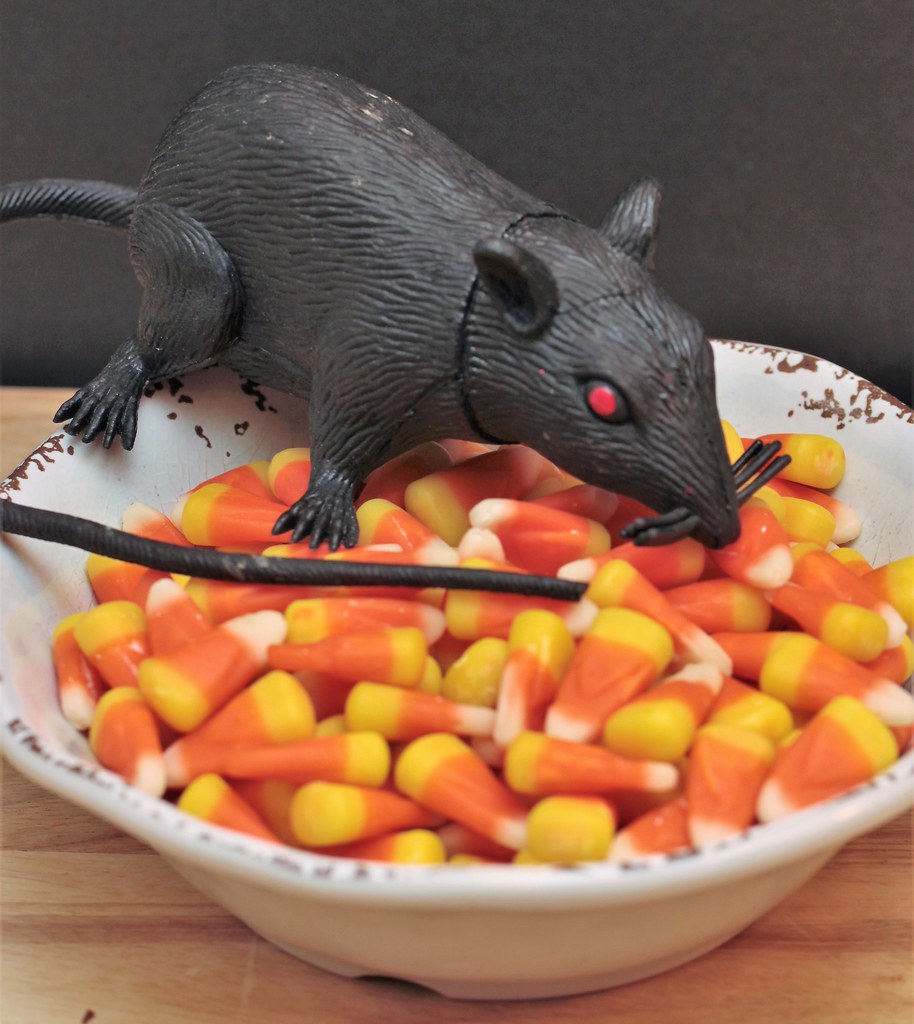So Delicious.. Rat eating candy corn. Cathy Shrout Flickr