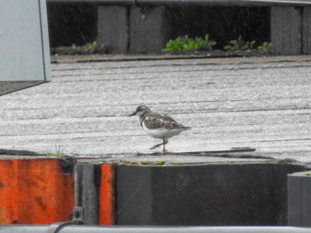 East Tawas State Dock 181007 Flickr