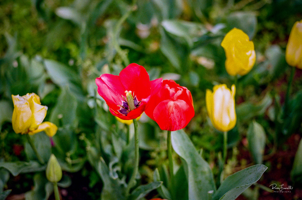 Tulips in Perth 2018 Leica M7 APOSummicron 75 f2 Kodak Go