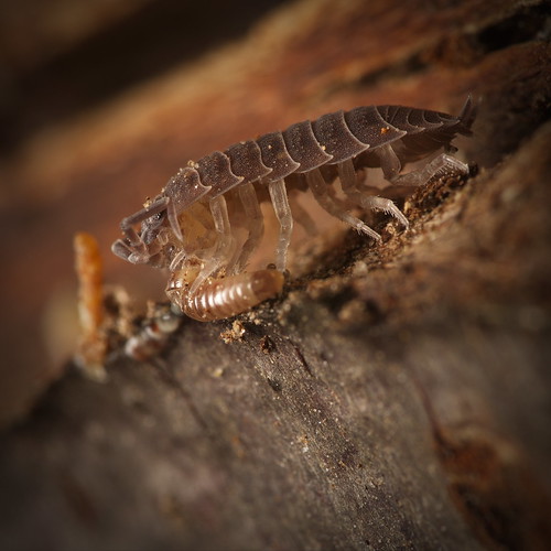 Parental care ) Common woodlouse (Oniscus asellus) / Mau… Flickr