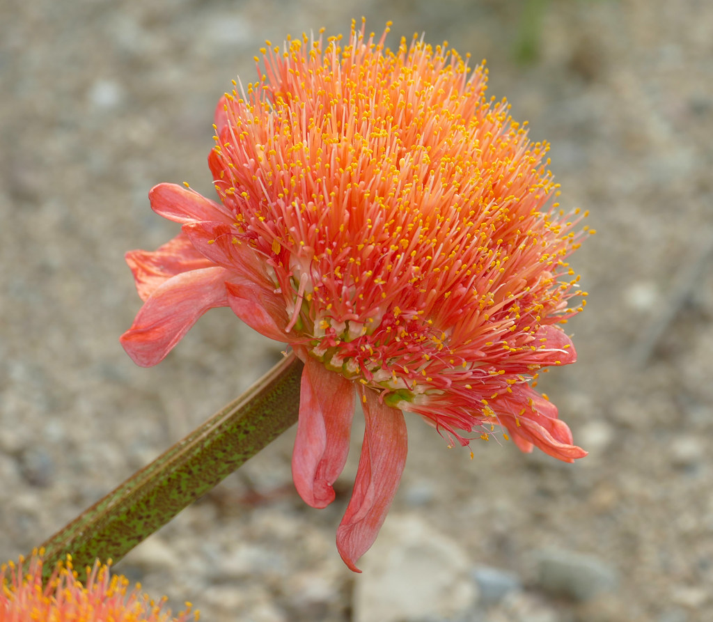 Paintbrush Lily (Haemanthus coccineus) (Amaryllidaceae fro… Flickr