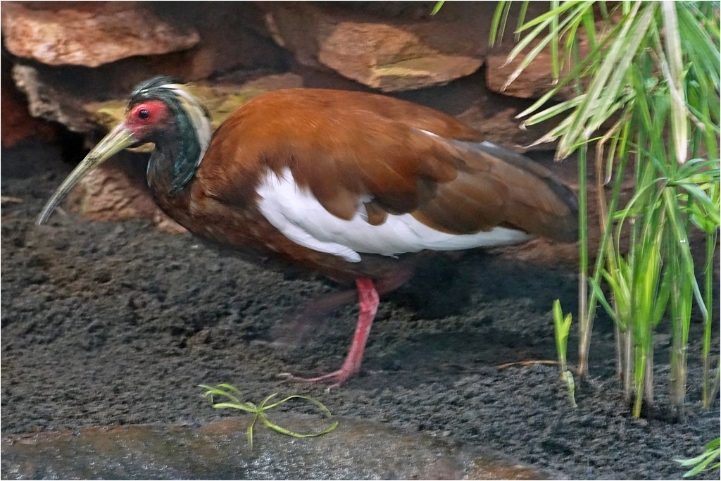 Madagascar ibis The Madagascar ibis (Lophotibis cristata),… Flickr