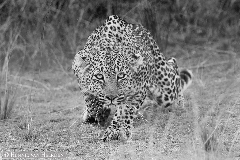Stealth In Masai Mara, this beautiful female leopard left … Flickr