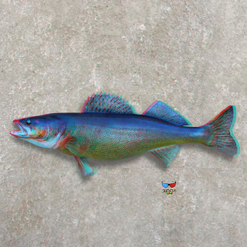 Le doré bleu, blue walleye, blue pike (Sander vitreus vitr… Flickr